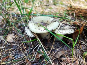 Dubbel van de paddenstoel Zelenushka