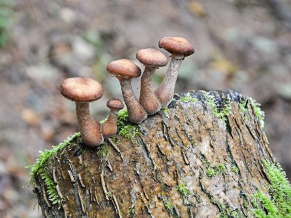 Mushrooms are high in carbohydrates