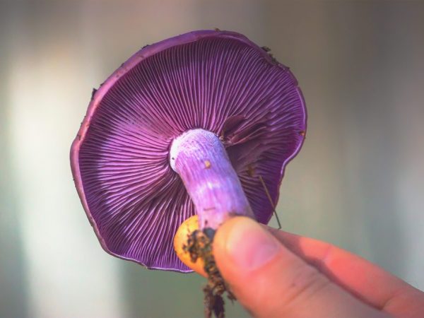 Den lila svampen har en keps upp till 15 cm i diameter