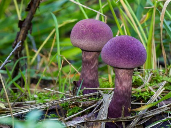 Eetbare paddenstoelensoorten hebben een tweeling onder de oneetbare soorten