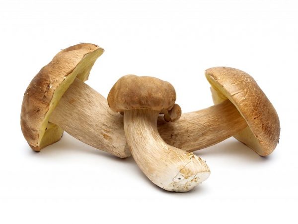 Porcini-svampar kan odlas framgångsrikt i en ladugård