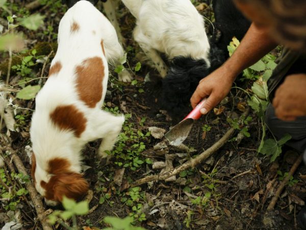 Los hongos ayudan a encontrar perros especialmente entrenados