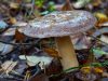 Voorwaardelijk eetbare Gladysh-paddenstoel