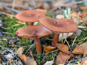 Kenmerken van de bittere paddenstoel