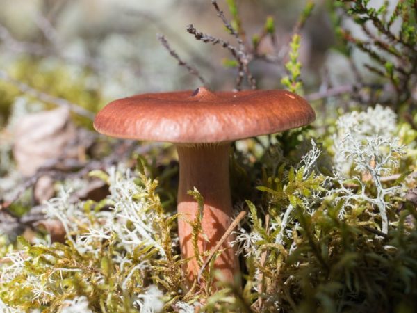Bittere paddenstoelen (lactarius rufus) behoren tot de russula-familie, het geslacht Lacticella