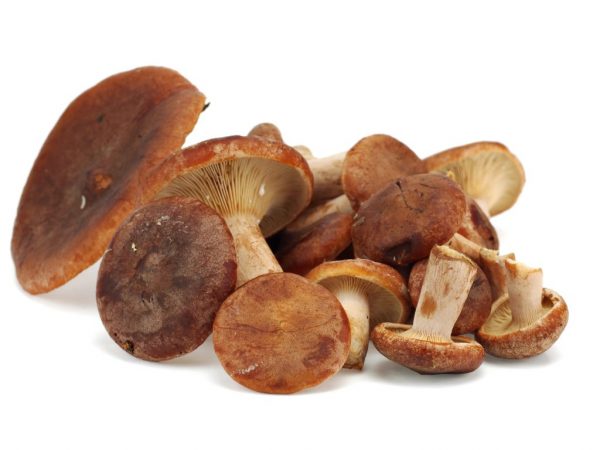 De paddenstoel wordt zowel in de geneeskunde als bij het koken gebruikt.