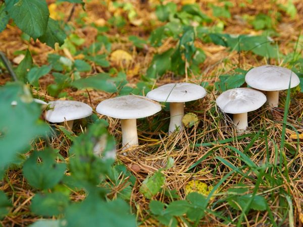 Mushroom Improves Digestion