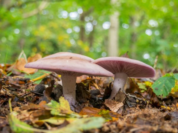 Beschrijving van de prater-paddenstoel