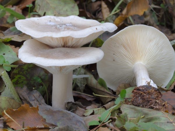 Het gehalte aan gifstoffen in de govorushka-paddenstoel is hoger dan in de vliegenzwam.
