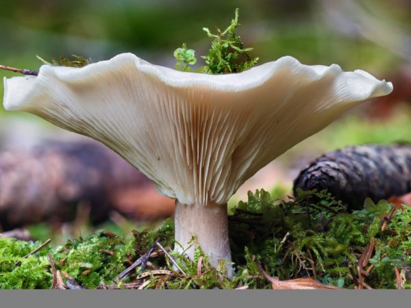 Lichtgekleurde prater - een oneetbare paddenstoel van de Ryadovkovye-familie