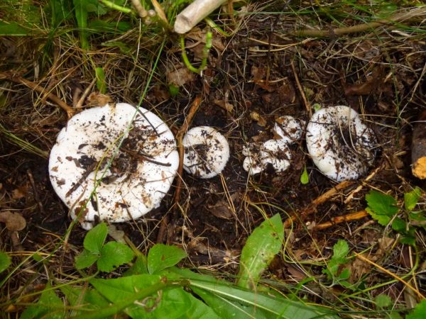 Trebuie să căutați ciuperci de lapte în pădurile de molid sau lângă plopi