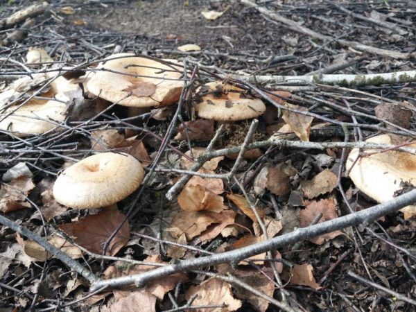 De paddenstoel groeit in berkenbossen