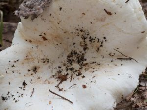 Correcte omgang met champignons