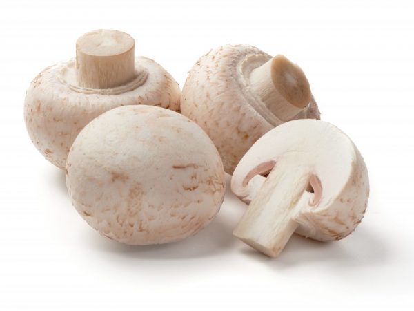 När du köper i en butik, välj endast täta svampar med en lätt mjölk, vit eller brun mössa