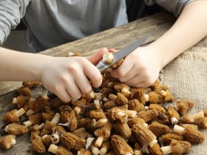 Regels voor het schoonmaken van champignons