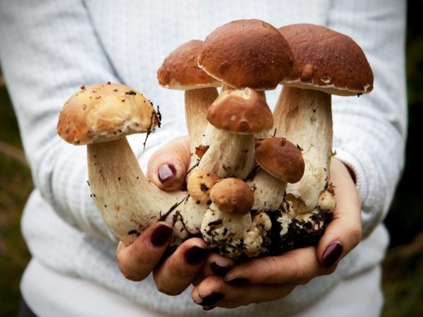 Het is raadzaam om plantmateriaal van gezonde paddenstoelen te bereiden.