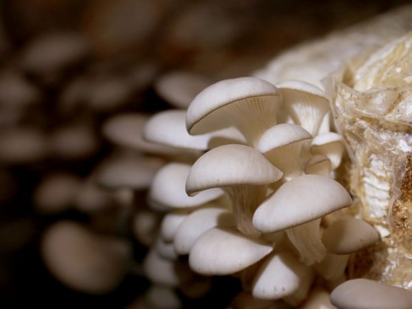 Ciupercile pot fi cultivate în pungi