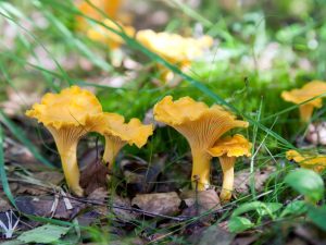 Types of mushrooms in the Kaliningrad region