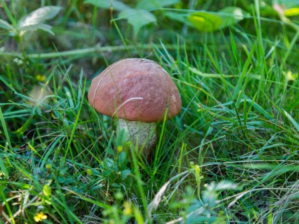 De opbrengst van paddenstoelen wordt beïnvloed door weersomstandigheden