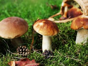 Soorten paddenstoelen in Karelië