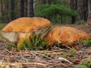 Popis Chestnut Mushroom