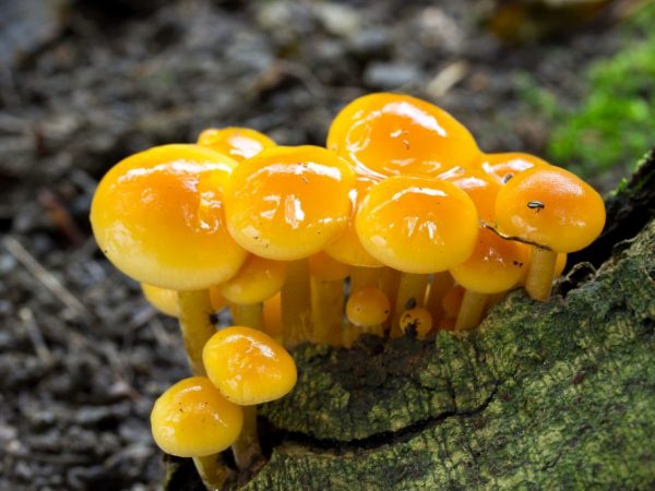 Medové houby se používají k léčbě onkologie