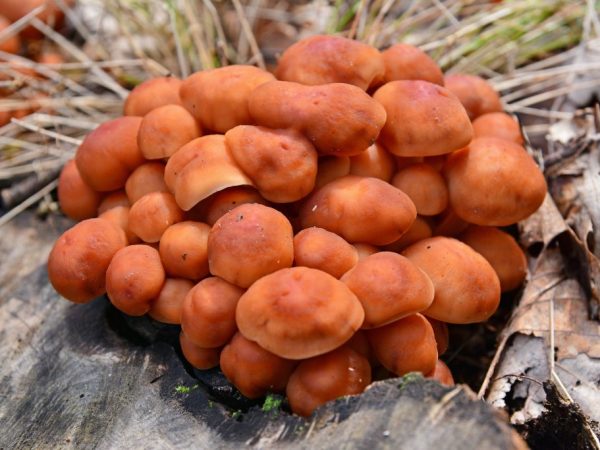 Beschrijving van de Collibia-paddenstoel en zijn variëteiten