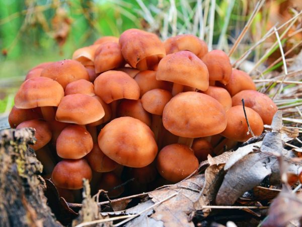 El hongo crece en colonias.