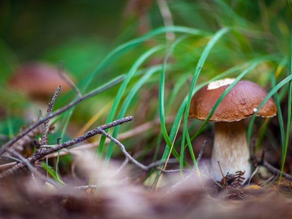 V houbách je mnoho užitečných látek