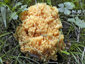 Vlastnosti houby Coral