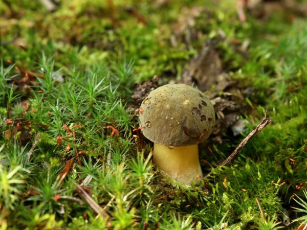 Boletus este ușor de găsit atât în ​​pădurile de conifere, cât și în cele de foioase.
