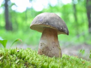 Soorten paddenstoelen van de Kuban in 2018