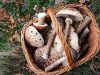 Beschrijving van de paddenstoel van het kippenhok