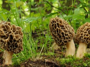 Soorten medicinale paddenstoelen