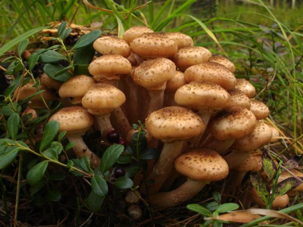 Luční houby rostou ve skupinách