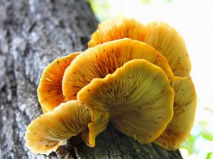 Hlavní rozdíly mezi falešnými ústřicovými houbami