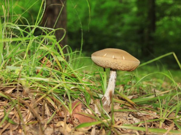De valse paddenstoel ziet eruit als een brok