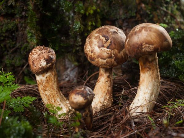 Description of Matsutake mushrooms