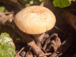 Description of May mushroom