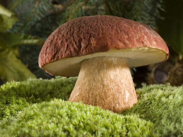 Treat mushrooms thoroughly before eating
