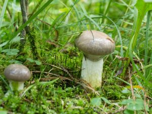 Popis houby mokruha