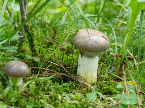Beschrijving van de mokruha-paddenstoel