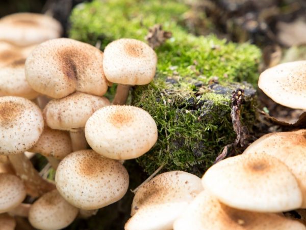 Bossen in de voorsteden zijn rijk aan paddenstoelen