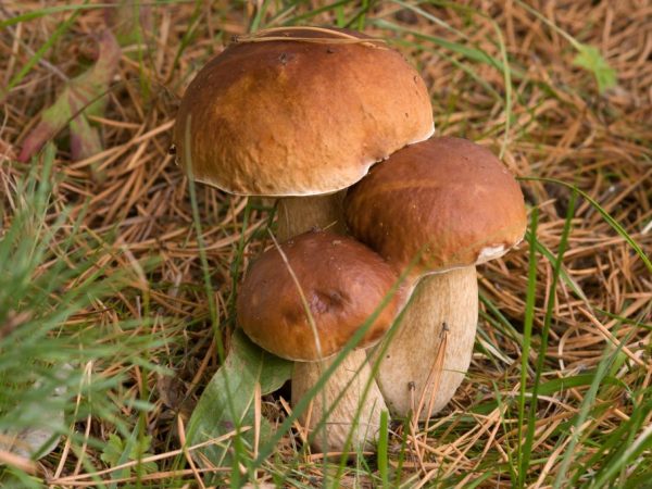 Skogen i Moskva-regionen kommer att glädja dig med porcini-svamp