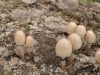 Kenmerken van de champignonvariëteit Dung