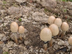Caractéristiques de la variété de champignons Dung