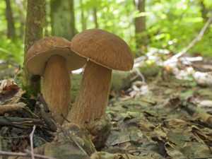 Mushroom places of the Nizhny Novgorod region