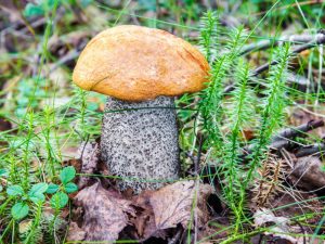 Ätbara svampar i Novosibirsk-regionen