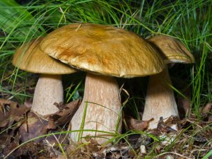Gljive i njihove sorte