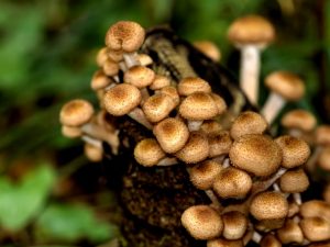 Honey mushrooms in the Sverdlovsk region
